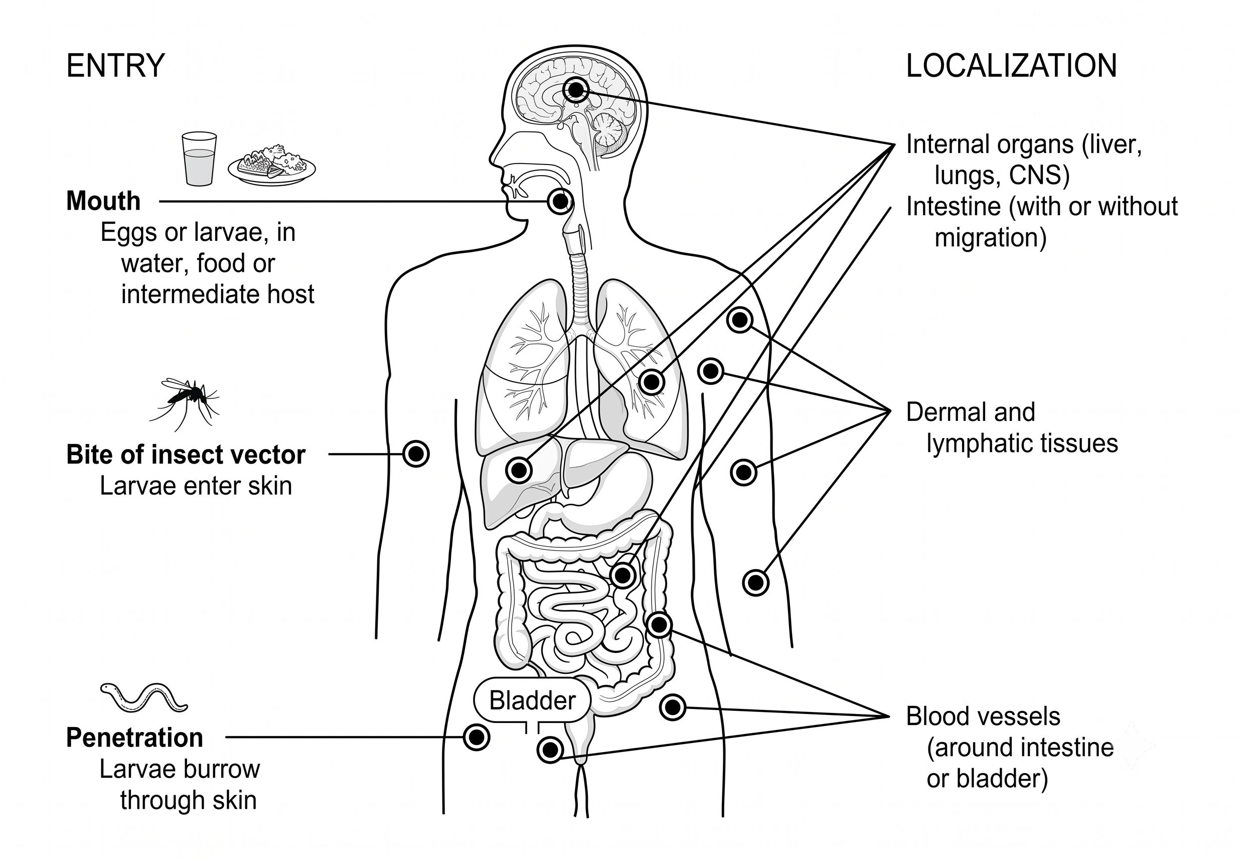 intestinal parasites